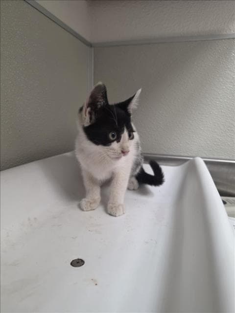 Alais - Domestic Short Hair