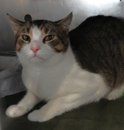 Egg - Domestic Short Hair