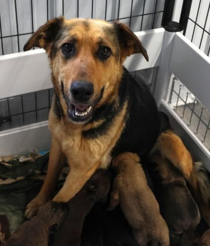Delilah - German Shepherd Dog
