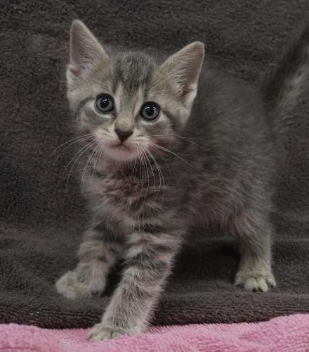 Peter - Domestic Short Hair