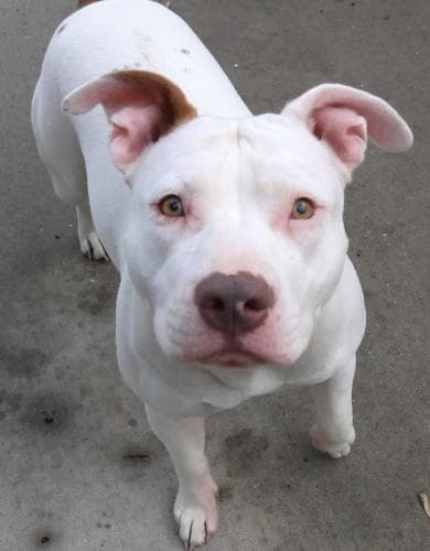 Baby - Staffordshire Bull Terrier