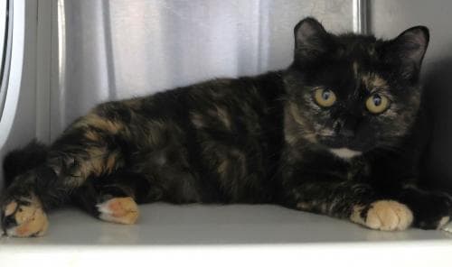 Piper - Domestic Short Hair