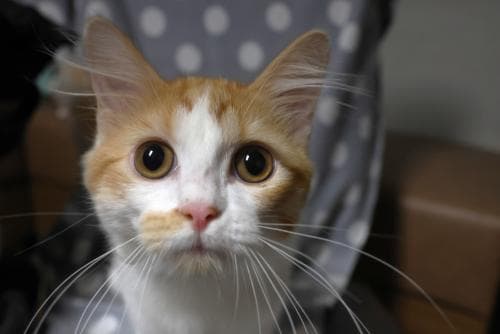 Cooper - Domestic Medium Hair