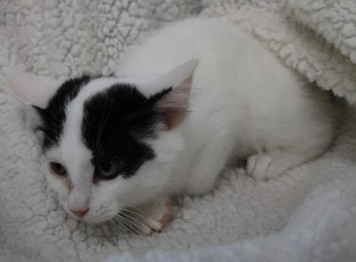 Belle - Domestic Medium Hair