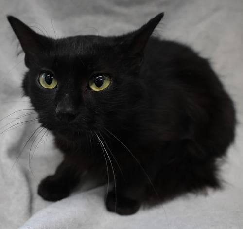Shari - Domestic Short Hair
