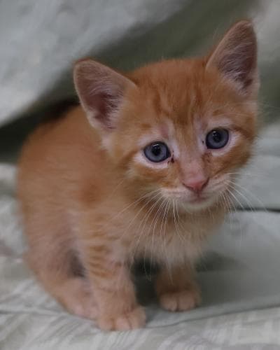 Tucker - Domestic Medium Hair