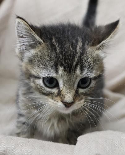 Purrmesan - Domestic Short Hair