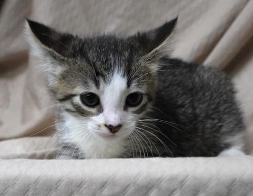 Pawtato - Domestic Short Hair