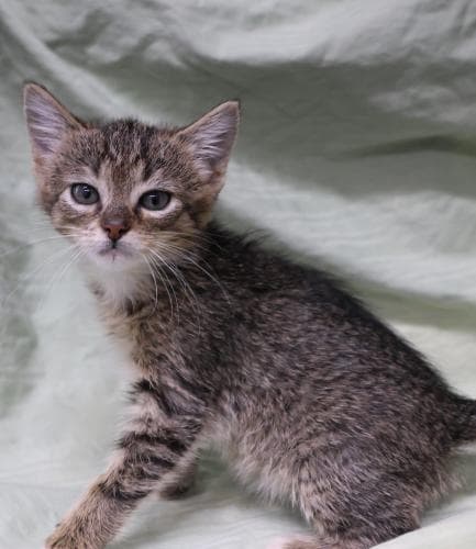 Purrnut - Domestic Short Hair