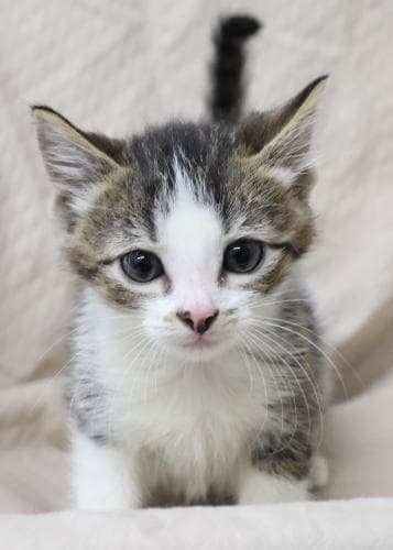 Pawffin - Domestic Short Hair