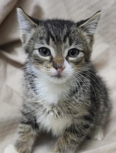 Purrcy - Domestic Short Hair