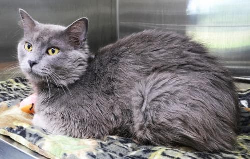 Richard - Domestic Short Hair
