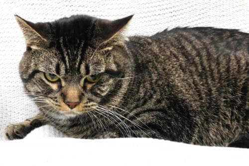 Milo - Domestic Short Hair