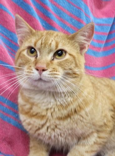 Ned - Domestic Short Hair