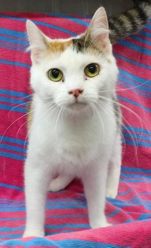Isabella - Domestic Short Hair