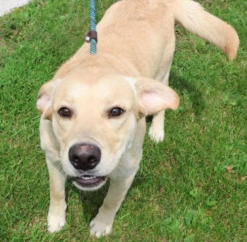 Buddie - Labrador Retriever