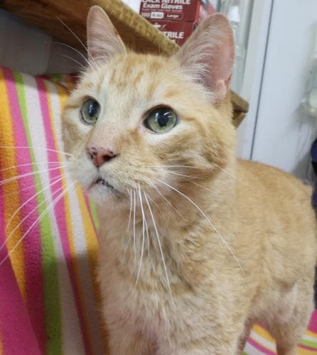 Mufasa - Domestic Short Hair
