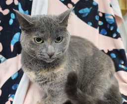 Kiki image 1