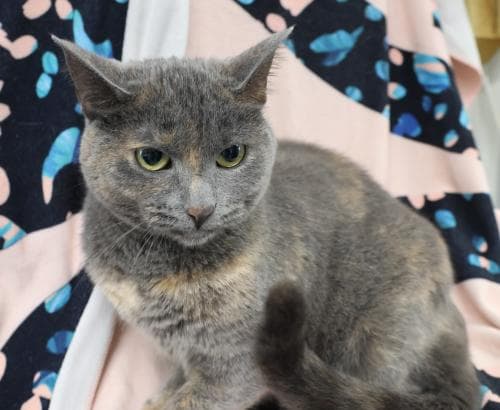 Kiki - Domestic Short Hair
