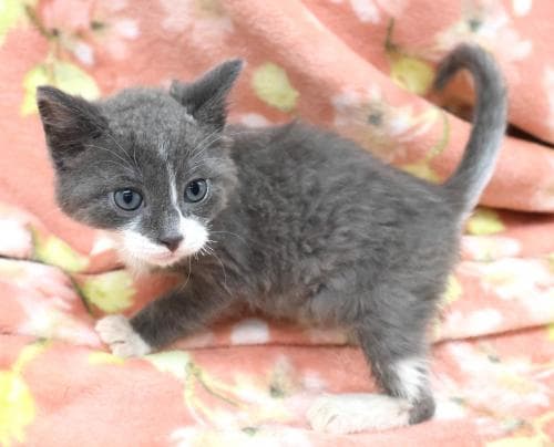 Riley - Domestic Short Hair