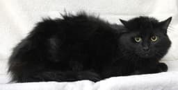 Morris image 1
