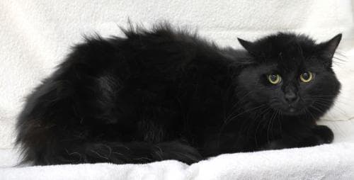 Morris - Domestic Long Hair