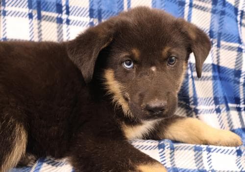 Goober - Shepherd