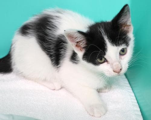 Motor - Domestic Short Hair
