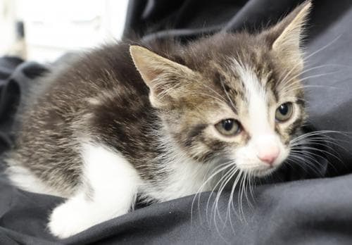 Key Lime - Domestic Short Hair