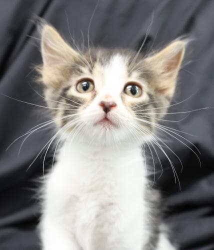 Kuchen - Domestic Short Hair