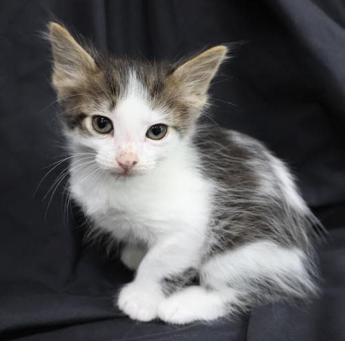 Krumkake - Domestic Short Hair