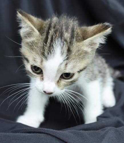 Kiwifruit - Domestic Short Hair