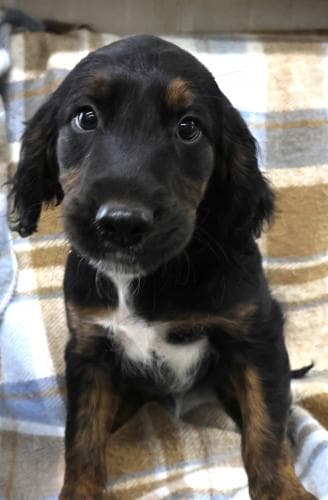 Norris - Golden Retriever