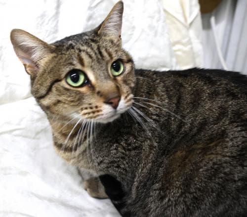 Ziggy - Domestic Short Hair