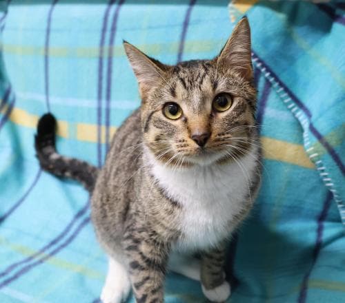 Meeyo - Domestic Short Hair