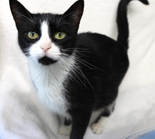 Wanda - Domestic Short Hair