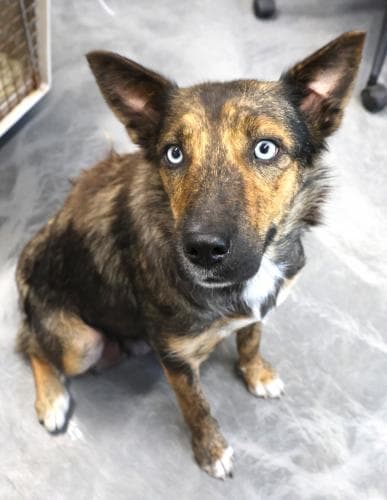 Mimi - Shepherd