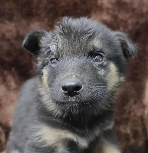 Soren - Shepherd