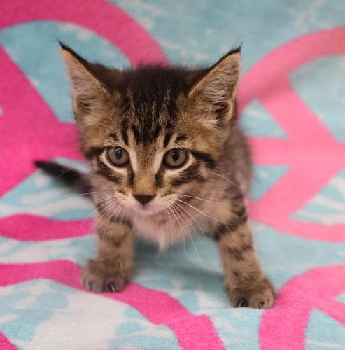 Pebbles - Domestic Short Hair