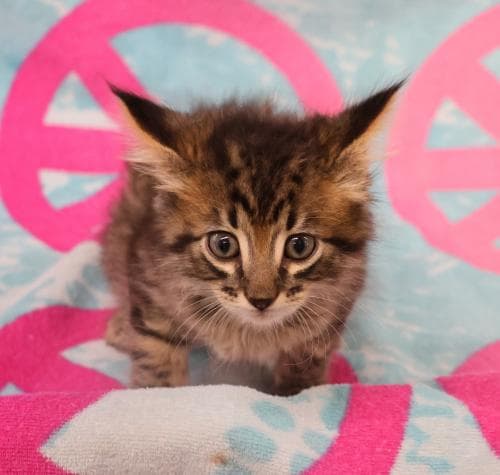 Pablo - Domestic Medium Hair