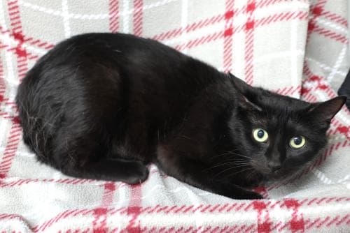 Xena - Domestic Short Hair