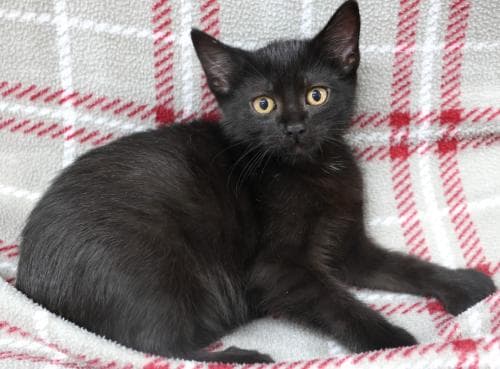 Xavier - Domestic Short Hair