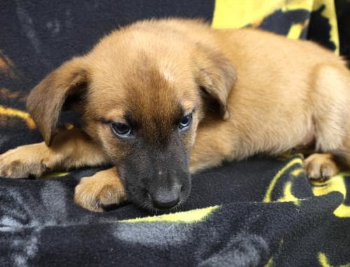 French - Shepherd