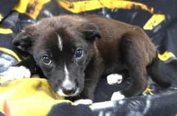 Fiona image 1