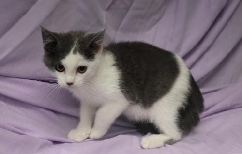 Victor - Domestic Short Hair
