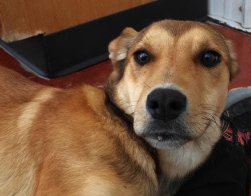 Nyxie - Shepherd