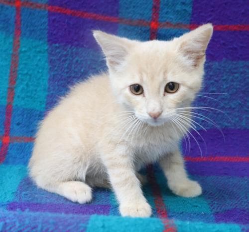 Ukon - Domestic Short Hair