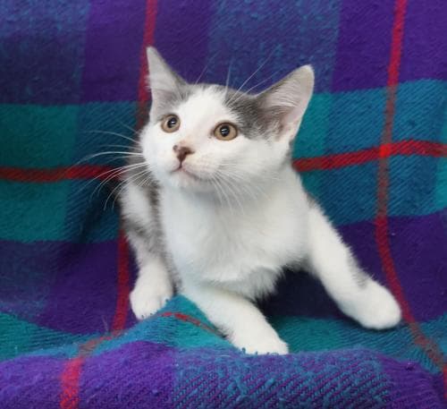Urkle - Domestic Short Hair