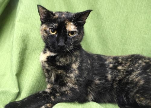 Sally - Domestic Short Hair