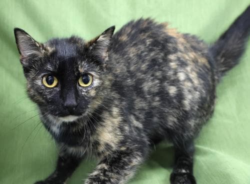 Suki - Domestic Short Hair